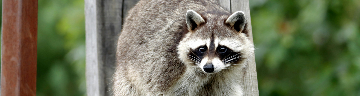 PTE MIK Kabalafigura-tervező pályázat