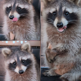 Pécsi Tudományegyetem - Műszaki és Informatikai Kar